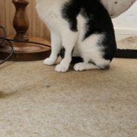 Vareko chat adulte mâle #3