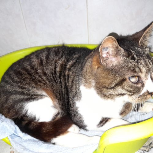 Papy chat mâle aveugle sos #2