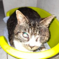 Papy chat mâle aveugle sos #1