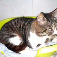 Papy chat mâle aveugle sos #2