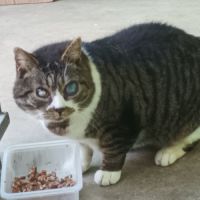 Papy chat mâle aveugle sos