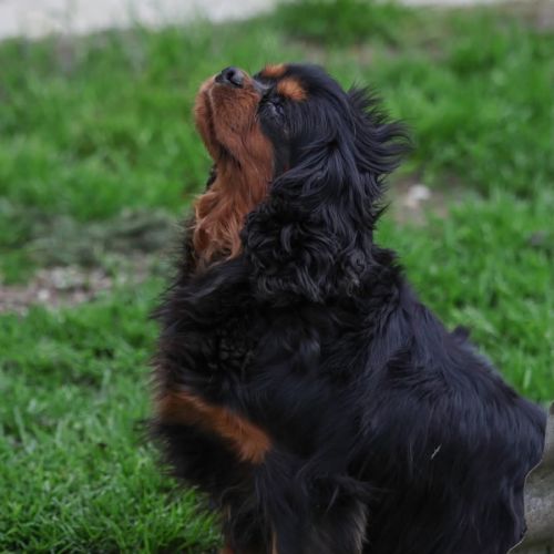 Magnifique chiots cavalier king charles #2