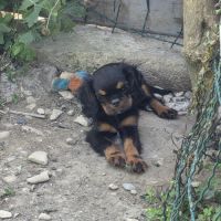Magnifique chiots cavalier king charles #0