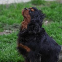 Magnifique chiots cavalier king charles #2