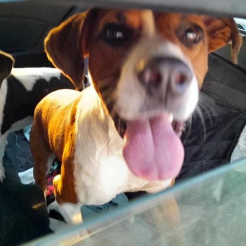 Koffee chien réunion #3