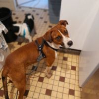 Koffee chien réunion #0