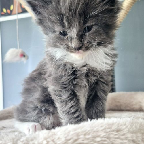 Magnifique chatons maine coon #1