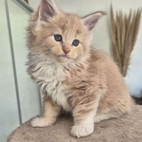 Magnifique chatons maine coon #3