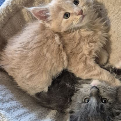 Magnifique chatons maine coon #4