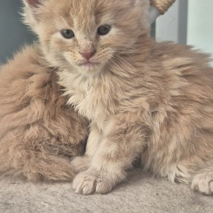 Magnifique chatons maine coon #6