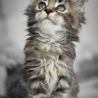 Magnifique chatons maine coon