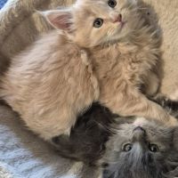 Magnifique chatons maine coon #4