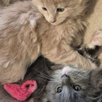 Magnifique chatons maine coon #5