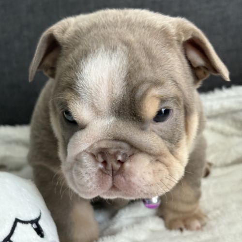 Chiots bulldog anglais #0