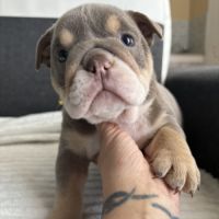 Chiots bulldog anglais #1