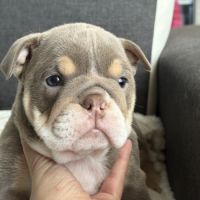 Chiots bulldog anglais #2