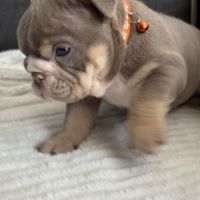 Chiots bulldog anglais #3