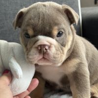 Chiots bulldog anglais #4