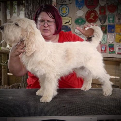 Disponible chiot petit basset griffon vendéen #2