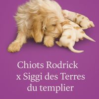 Disponible chiot petit basset griffon vendéen #1