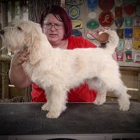 Disponible chiot petit basset griffon vendéen #2