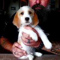 Disponible chiot petit basset griffon vendéen