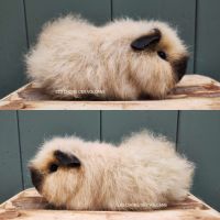 Femelle race ch-teddy