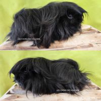 Femelle race péruvien