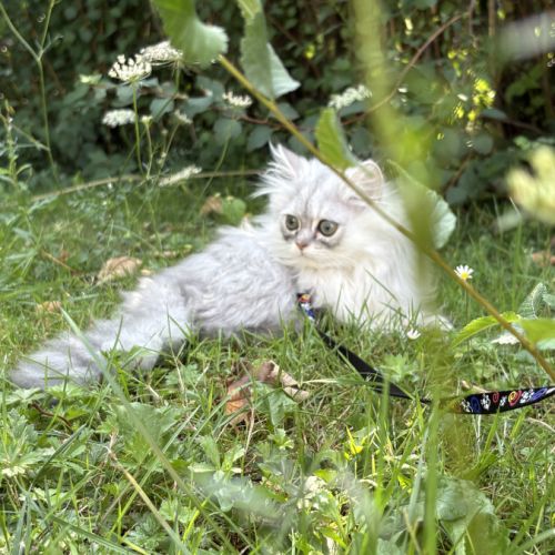 1 adorable femelle persan cherche une famille ! #5