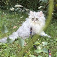 1 adorable femelle persan cherche une famille ! #0