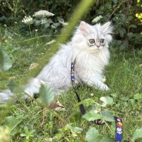 1 adorable femelle persan cherche une famille ! #2