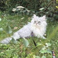 1 adorable femelle persan cherche une famille ! #3