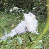 1 adorable femelle persan cherche une famille ! #4