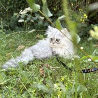 1 adorable femelle persan cherche une famille ! #5