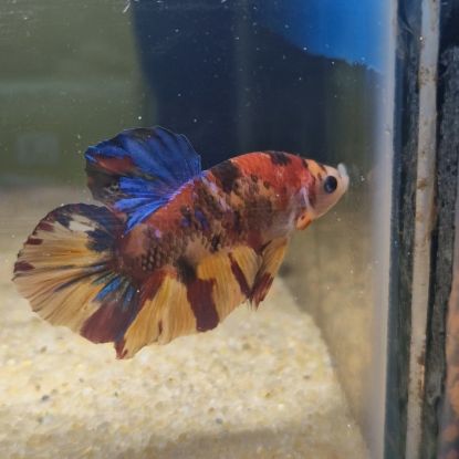 Betta plakat géant #1