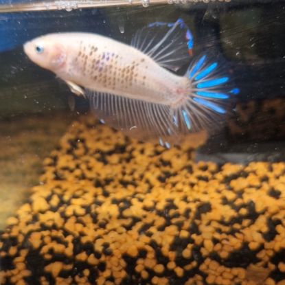 Betta plakat géant #2