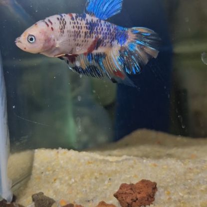 Betta plakat géant #5