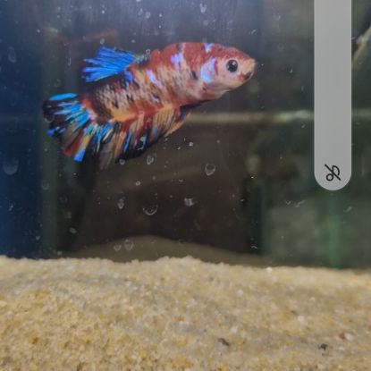 Betta plakat géant #6