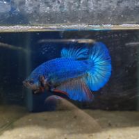 Betta plakat géant #3