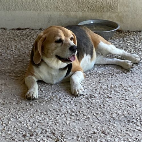 Donne femelle beagle contre bons soins #1