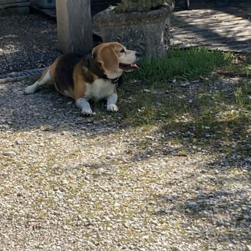 Donne femelle beagle contre bons soins #2