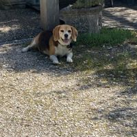 Donne femelle beagle contre bons soins