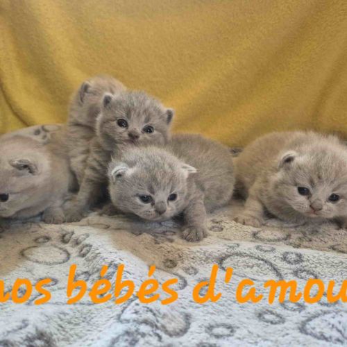 Chatons british shorthair