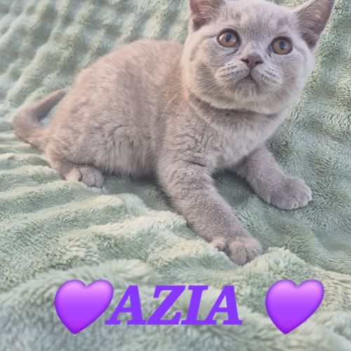 Chatons british shorthair #2