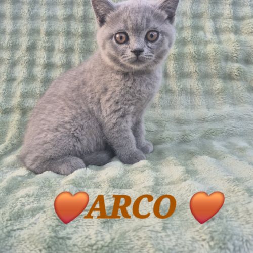 Chatons british shorthair #3