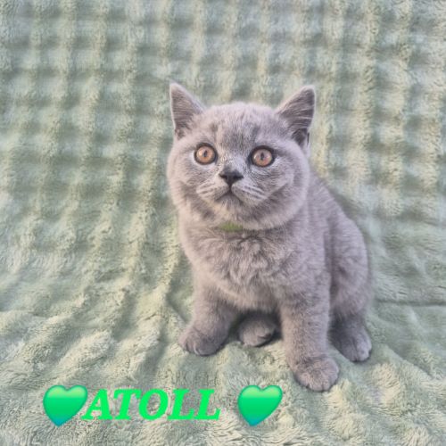 Chatons british shorthair #4