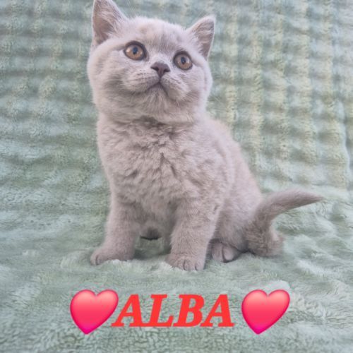 Chatons british shorthair #5