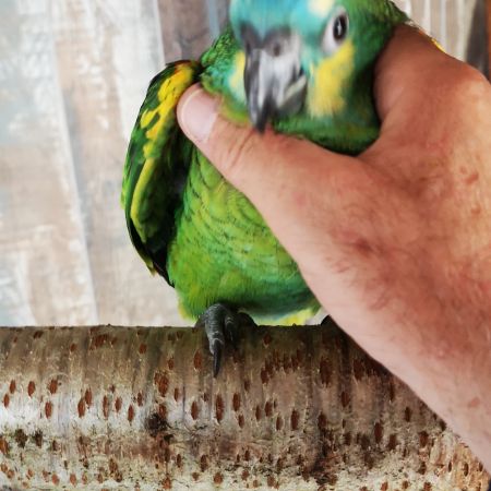 Cacatoès rosalbin & amazone à front bleu eam #1