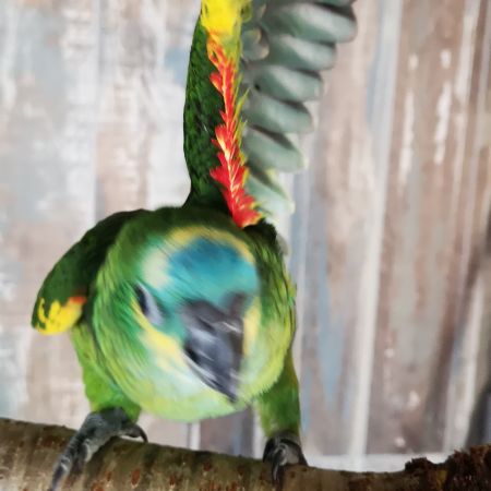 Cacatoès rosalbin & amazone à front bleu eam #2