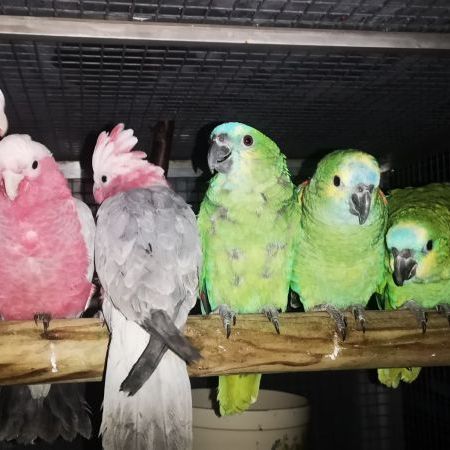 Cacatoès rosalbin & amazone à front bleu eam